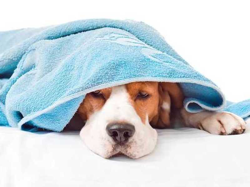 kaj dati psu proti bolečinam