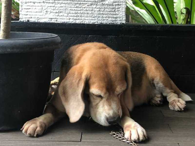 kaj dati psu proti bolečinam