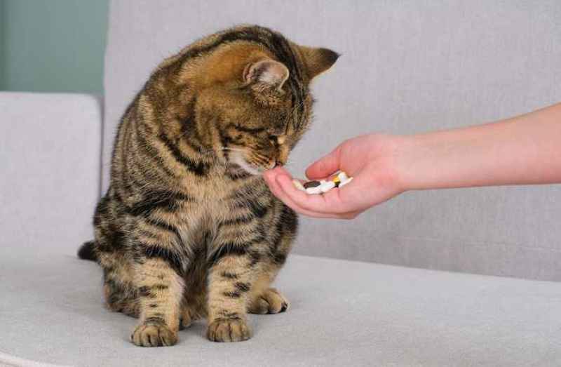 vitamini za mačke izboljšajo zdravje dlake in kože